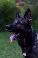 Dog portrait closeup. German shepherd dark color looking at the camera with his tongue hanging out