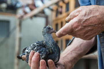 Pigeon chick in loving the human hands. © галина шарапова