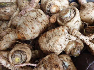 Close-up of white parsnip roots in the morning.
