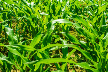 Corn big green leaves close-up
