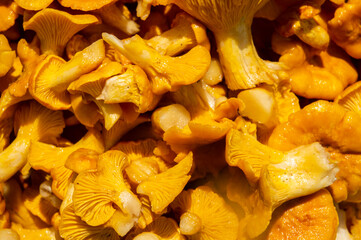 Edible yellow chanterelle mushrooms. Lisichki food from the forest close up 