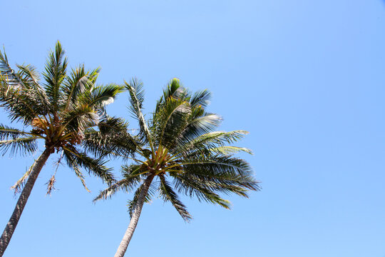 Beautiful Bargara on Fraser Coast Queensland, Australia, showing trees, beach, water