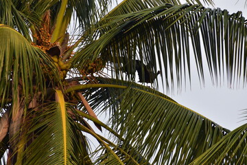 Fototapeta premium Nature, Plants, Flowers, Greenery, Sky, Sun, Freedom