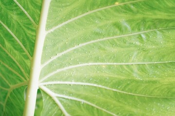 Green leave close up background.