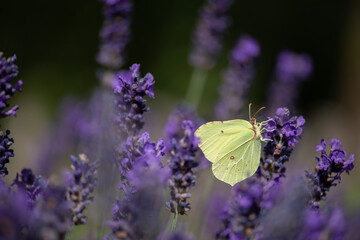 zitronengelber Zitronenfalter sitzt auf lila Lavendelblüte und saugt mit seinem Rüssel süße Pflanzensäfte, Makro und selektive Schärfe.