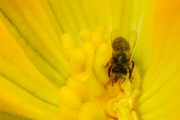 A bee in a yellow flower collects nectar. Macro photography