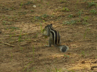 Squirrel eating food 
