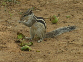 squirrel eating nut
