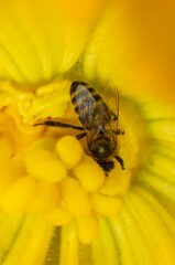 A bee in a yellow flower collects nectar. Macro photography