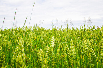 Rural beautiful european landscape summer without people