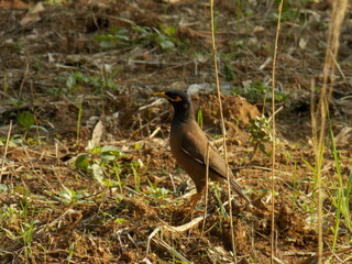 black crowned night heron