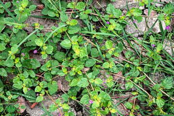 green leaves on the wall