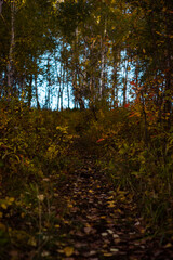 trail  in the autumn forest
