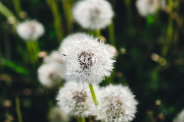 dandelion seed head