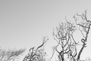 Ocean Beach on Bribie Island, Queensland, Australia, showcasing water, shoreline, trees and sand dunes