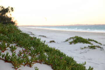 Ocean Beach on Bribie Island, Queensland, Australia, showcasing water, shoreline, trees and sand...