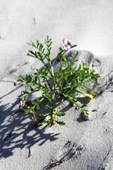 Ocean Beach on Bribie Island, Queensland, Australia, showcasing water, shoreline, trees and sand dunes