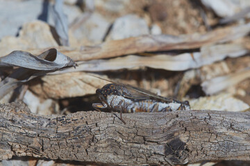 The cicada -Cigarra orni- is famous for its sound. Every 17 years they leave the earth and live a few days to mate, lay eggs and die. It is very common in rural Mallorca, Spain