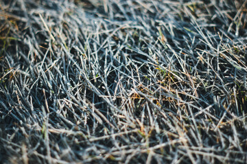 Freezing grass