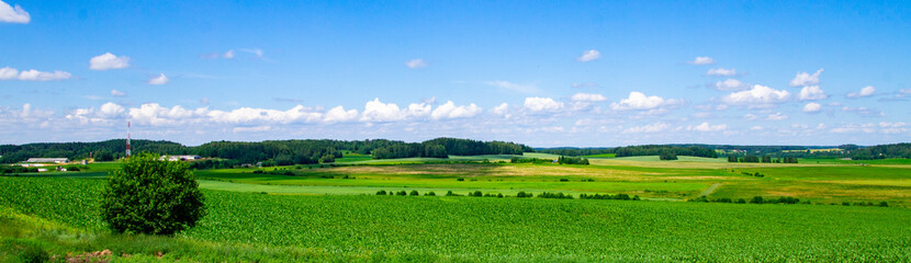 Corn green flowering field with foliage in a rural landscape