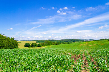 Fototapeta na wymiar Corn green flowering field with foliage in a rural landscape