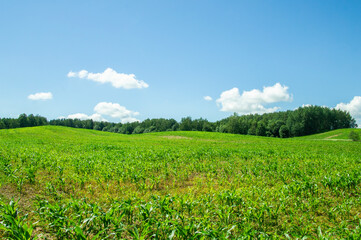 Corn green flowering field with foliage in a rural landscape