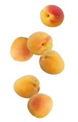 falling apricots isolated on a white background with clipping path.