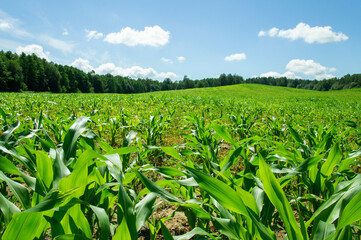 Corn green flowering field with foliage in a rural landscape