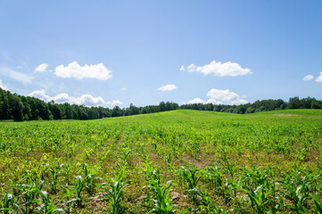 Fototapeta na wymiar Corn green flowering field with foliage in a rural landscape