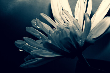 Fototapeta premium blooms
