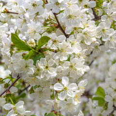 Cherry Blossoming. Natural Background, Spring flowers closeup