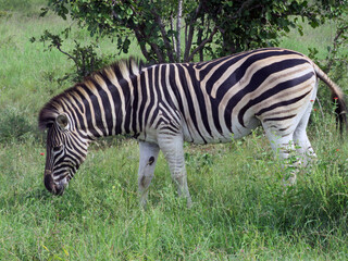 zebra eating grass
