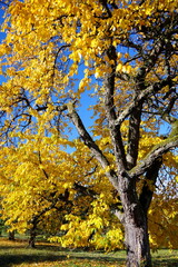 Baum mit leuchtendem Herbstlaub in goldgelb unter stahlblauem Himmel