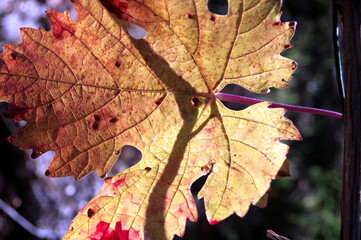 Nahaufnahme vom herbstlich gefärbtem Weinblatt im Gegenlicht
