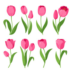 Tulips. Vector set of colorful tulips flowers isolated on white background. Spring flowers for coloring book, greeting card, invitation. Symbol for Women's Day and Mother's Day. Springtime