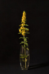 Blooming lysimachia on a black background