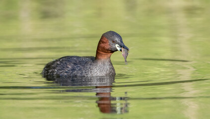 Little Grebe Fishing
