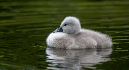 Mute Swan Cygnet