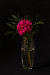 Blooming peony on a black background