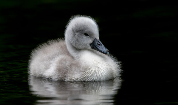 Mute Swan Cygnet