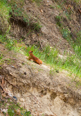 Squirrel in the wild