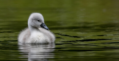 Mute Swan Cygnet