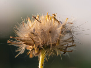 Close-up of dandelion blowing in the wind on nature background.