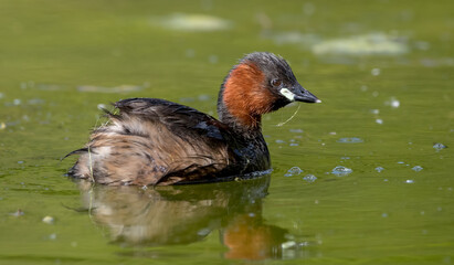 Little Grebe Fishing
