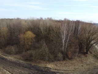 Leafless trees in the forest in the late evening, aerial view. Landscape.