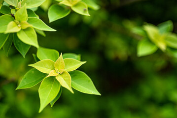 green leaves background