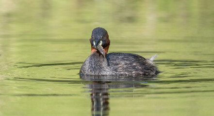 Little Grebe Fishing
