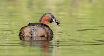 Little Grebe Fishing
