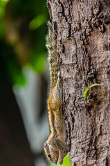 squirrel on a tree