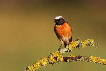 Common redstart male with the last lights of the evening